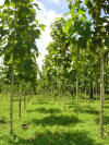 finca leola plantation tectona grandis teak costa rica